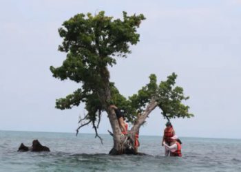 Cây ‘cô đơn’ Thái Lan kêu cứu vì nhiều khách trèo lên