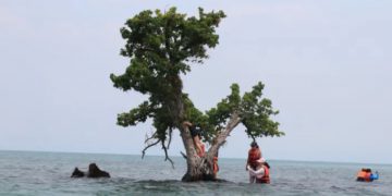 Cây ‘cô đơn’ Thái Lan kêu cứu vì nhiều khách trèo lên