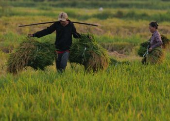 Người dân gặt lúa tại thị xã Sơn Tây, Hà Nội. Ảnh: Ngọc Thành