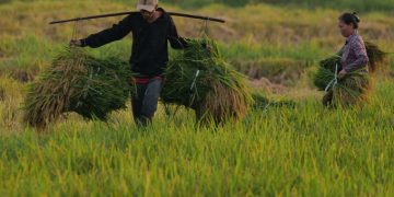 Người dân gặt lúa tại thị xã Sơn Tây, Hà Nội. Ảnh: Ngọc Thành