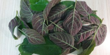 Hai vị thuốc dân gian chữa táo bón