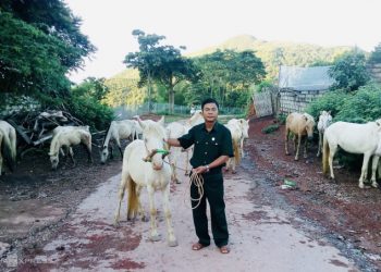 Nuôi con vào cao đẳng, đại học nhờ đàn ngựa