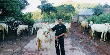 Nuôi con vào cao đẳng, đại học nhờ đàn ngựa