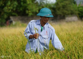 Nông dân huyện Thanh Liêm, tỉnh Hà Nam, nhổ bỏ lúa ma. Ảnh: Phạm Chiểu