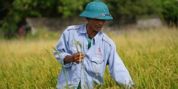 Nông dân huyện Thanh Liêm, tỉnh Hà Nam, nhổ bỏ lúa ma. Ảnh: Phạm Chiểu