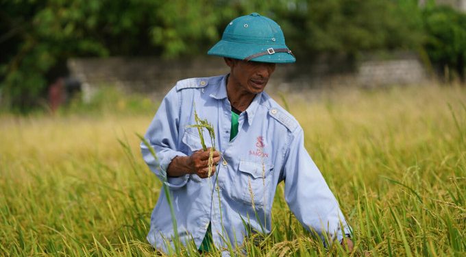 Nông dân huyện Thanh Liêm, tỉnh Hà Nam, nhổ bỏ lúa ma. Ảnh: Phạm Chiểu