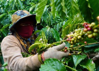 Kết nối 5 tỉnh Tây Nguyên đưa sản phẩm nông sản ra thị trường