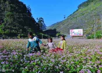 Trẻ em người Mông chơi đùa bên cánh đồng hoa tam giác mạch dọc quốc lộ 4C, bên đường lên thị trấn Đồng Văn (Hà Giang). Ảnh: Ngọc Thành