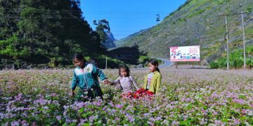 Trẻ em người Mông chơi đùa bên cánh đồng hoa tam giác mạch dọc quốc lộ 4C, bên đường lên thị trấn Đồng Văn (Hà Giang). Ảnh: Ngọc Thành