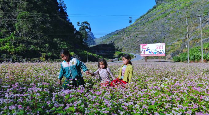 Trẻ em người Mông chơi đùa bên cánh đồng hoa tam giác mạch dọc quốc lộ 4C, bên đường lên thị trấn Đồng Văn (Hà Giang). Ảnh: Ngọc Thành