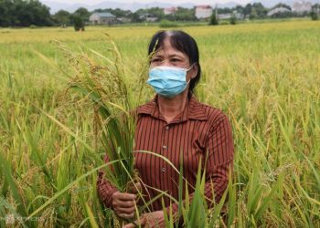 Nông dân Hà Nam nhổ bỏ lúa ma. Ảnh: Phạm Chiểu