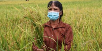 Nông dân Hà Nam nhổ bỏ lúa ma. Ảnh: Phạm Chiểu