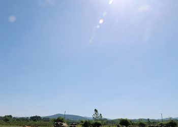 Đàn trâu ăn cỏ tại cánh đồng nắng chói chang ở xã Hà Linh, huyện Hương Khê (Hà Tĩnh) lúc hơn 8h ngày 28/6. Ảnh: Đức Hùng