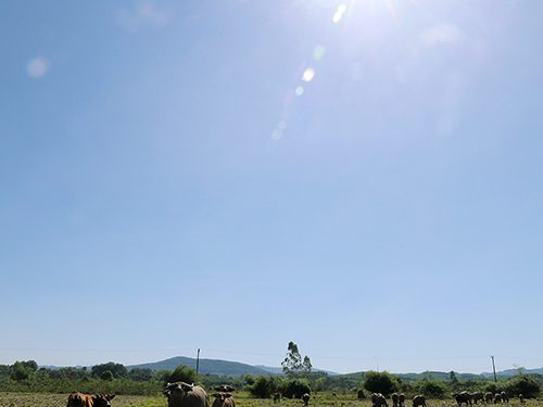Đàn trâu ăn cỏ tại cánh đồng nắng chói chang ở xã Hà Linh, huyện Hương Khê (Hà Tĩnh) lúc hơn 8h ngày 28/6. Ảnh: Đức Hùng