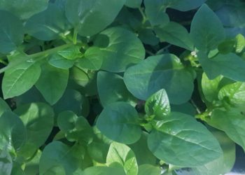 Rau mùng tơi lành tính, giàu dinh dưỡng, có thể ăn hàng ngày. Ảnh: Thư Anh