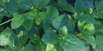 Rau mùng tơi lành tính, giàu dinh dưỡng, có thể ăn hàng ngày. Ảnh: Thư Anh