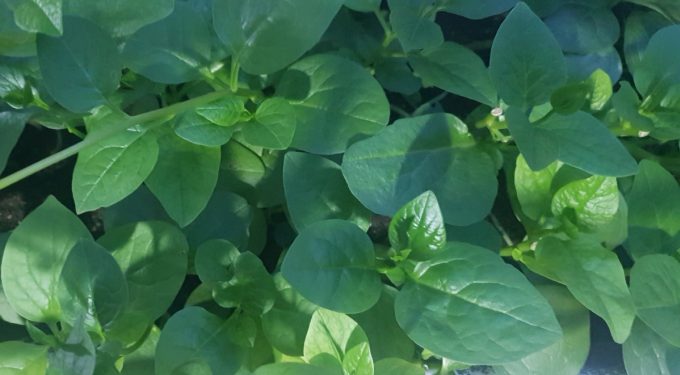 Rau mùng tơi lành tính, giàu dinh dưỡng, có thể ăn hàng ngày. Ảnh: Thư Anh